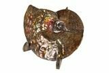 Brilliant, Iridescent, Ammonite (Ammolite) Fossil - Alberta #191706-1
